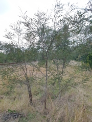 Acacia irrorata