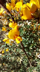 Pultenaea gunnii