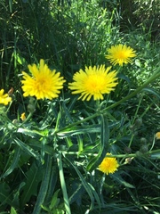 Sonchus arvensis