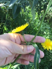 Sonchus arvensis