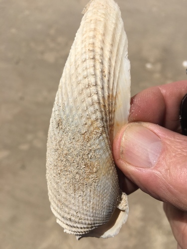 Cyrtopleura costata