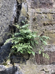 Asplenium ruta-muraria