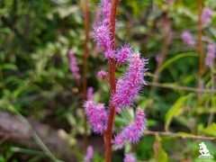 Astilbe rubra