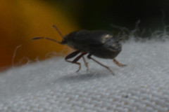 Stygnocoris rusticus