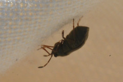 Stygnocoris rusticus