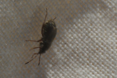 Stygnocoris rusticus
