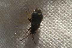 Stygnocoris rusticus