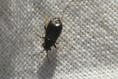Stygnocoris rusticus