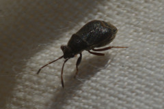 Stygnocoris rusticus