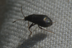 Stygnocoris rusticus