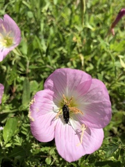 Acmaeodera ornatoides