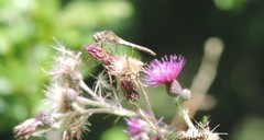 Sympetrum striolatum