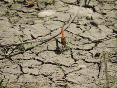 Sympetrum striolatum