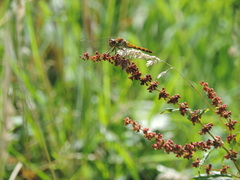 Sympetrum striolatum