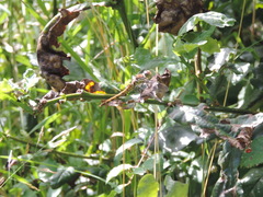 Sympetrum striolatum