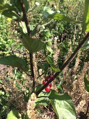 Solanum dulcamara