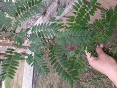 Gleditsia triacanthos