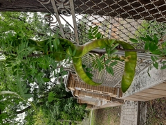 Gleditsia triacanthos