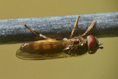 Platycheirus clypeatus