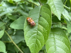 Podontia affinis