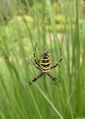 Argiope bruennichi