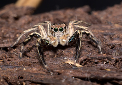 Plexippus petersi