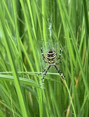 Argiope bruennichi