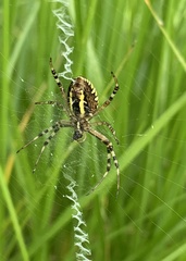 Argiope bruennichi