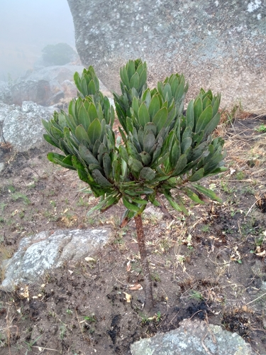 Protea roupelliae image