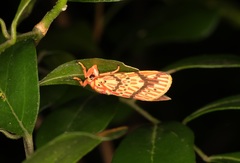 Barsine striata