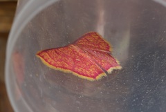 Chrysocraspeda miniosa