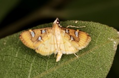 Cotachena histricalis