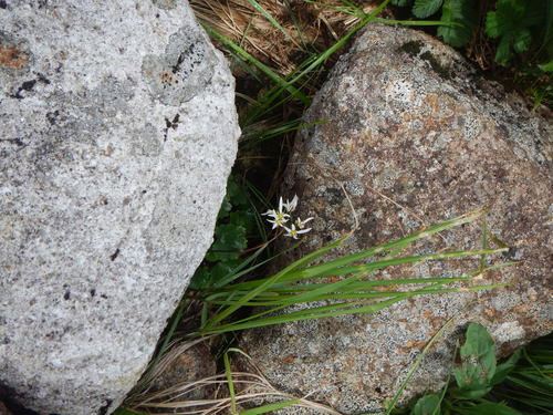 Image of Saxifraga fortunei by (c) Junichi　Mandai, some rights reserved (CC BY)