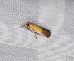Piesmopoda semilutea