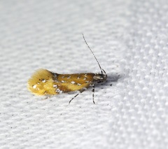 Promalactis densidentalis