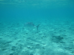 Caranx melampygus