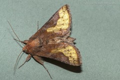 Thysanoplusia intermixta