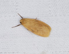 Paralithosia shaowuica