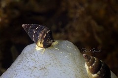 Tritia corniculum