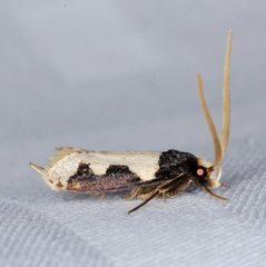 Thisizima subceratella