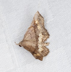 Throana pectinifer