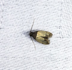 Tyrolimnas anthraconesa