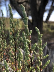 Tecticornia arbuscula