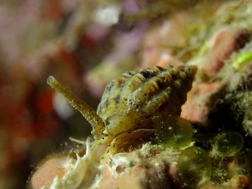 Thick-lipped Dogwhelk