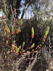 Tecticornia arbuscula