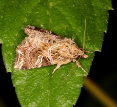 Callopistria exotica