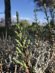 Tecticornia arbuscula