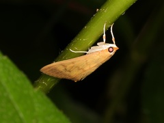 Crypsiptya coclesalis