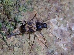 Litocerus
