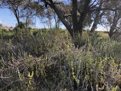 Tecticornia arbuscula